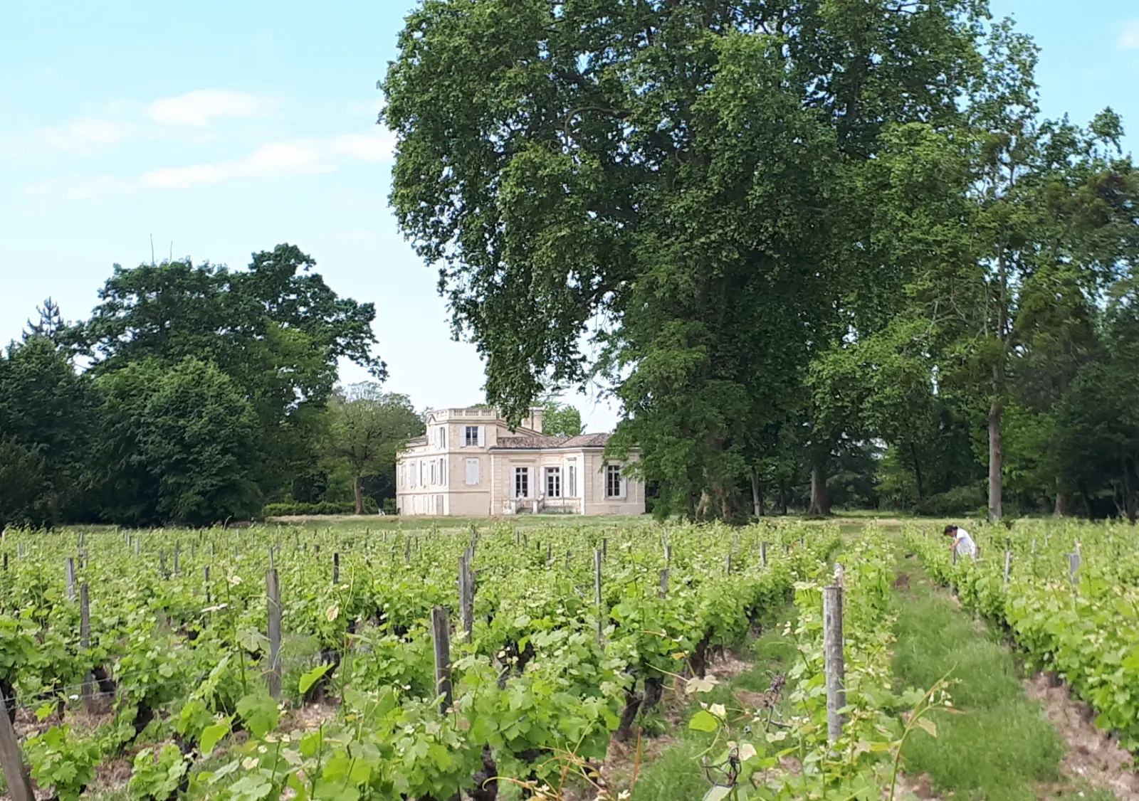 Le Château du Mayne La Merci et son vignoble