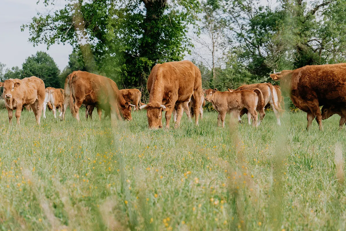 Vaches dans les prairies de la Ferme