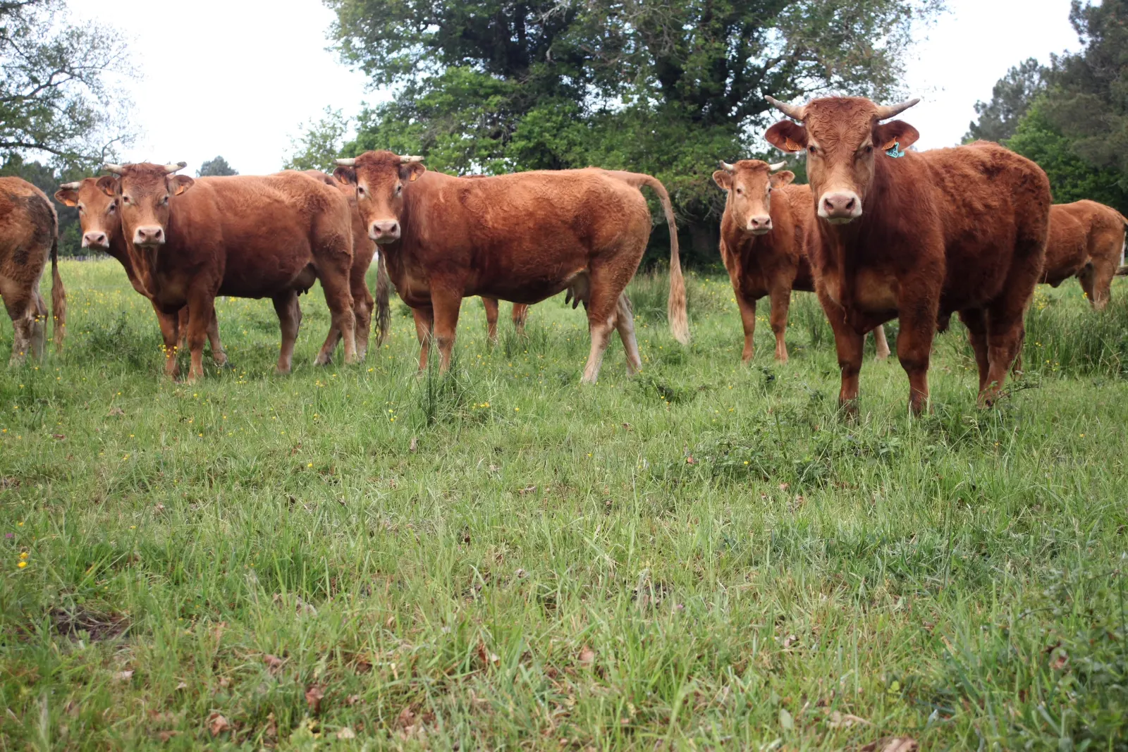 Vaches dans les Marais