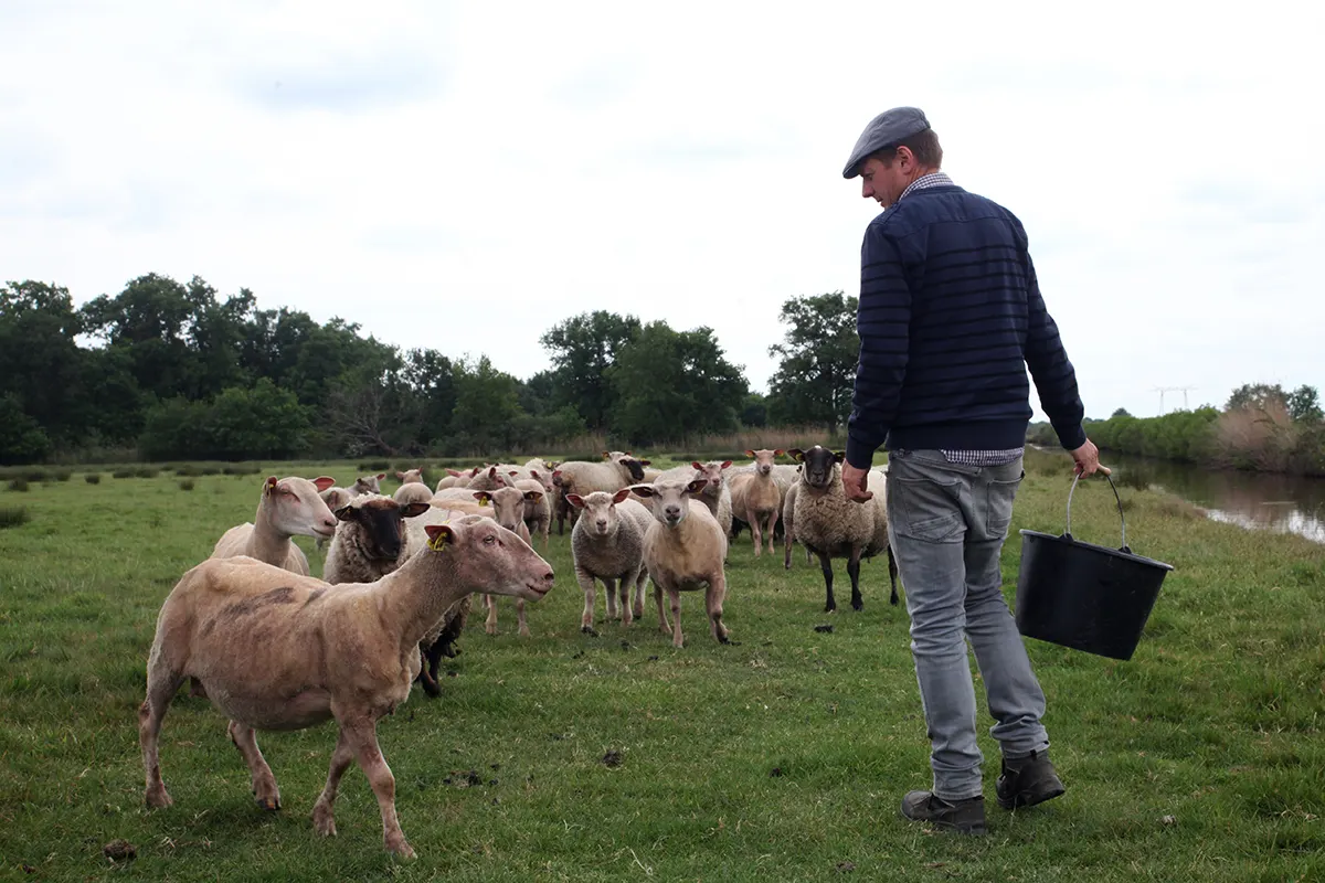 Moutons dans les Marais avec l'eleveur