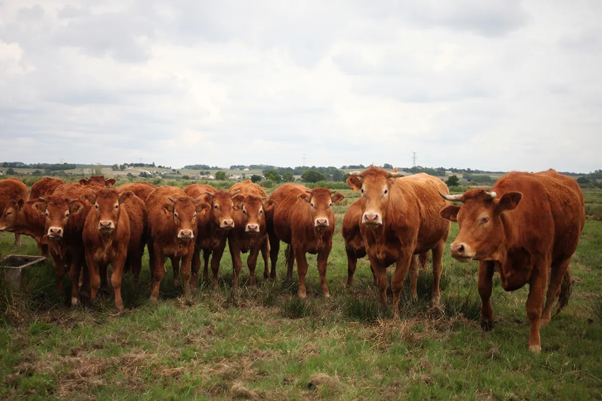 Vaches dans les Marais