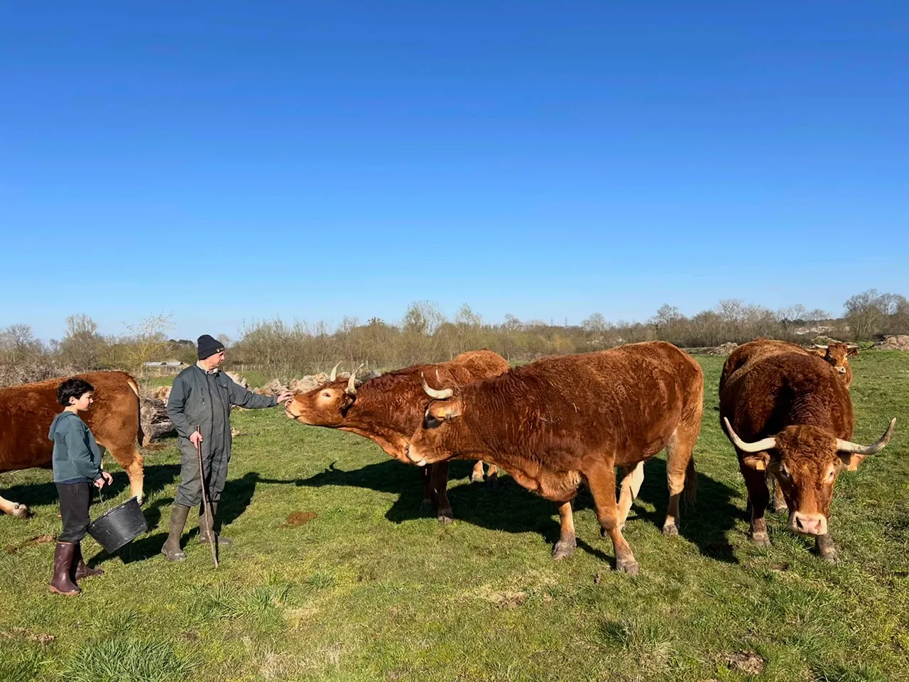 Taureaux à la Ferme des Prairies de Pallard
