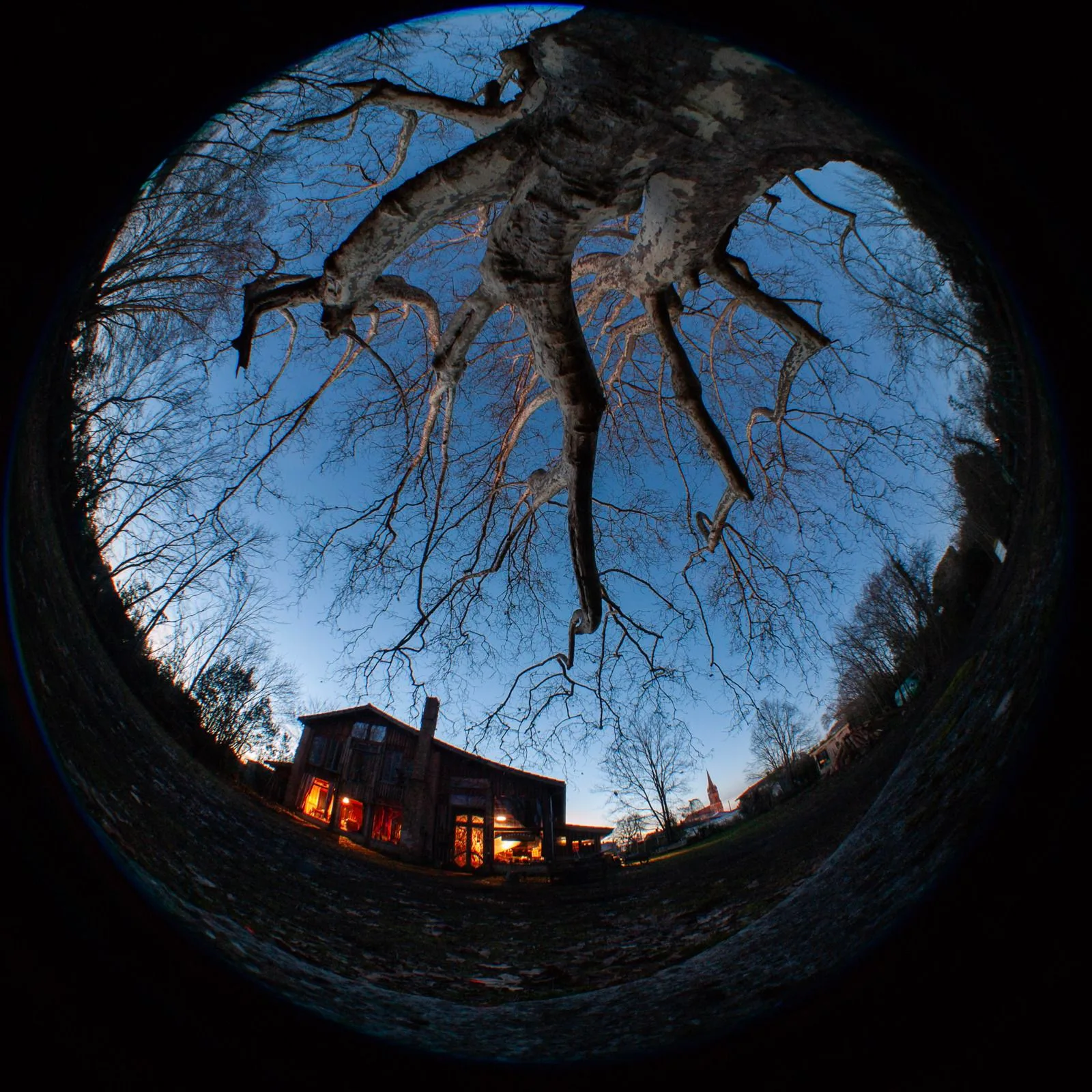 la librairie et son platane bicentenaire au fisheye