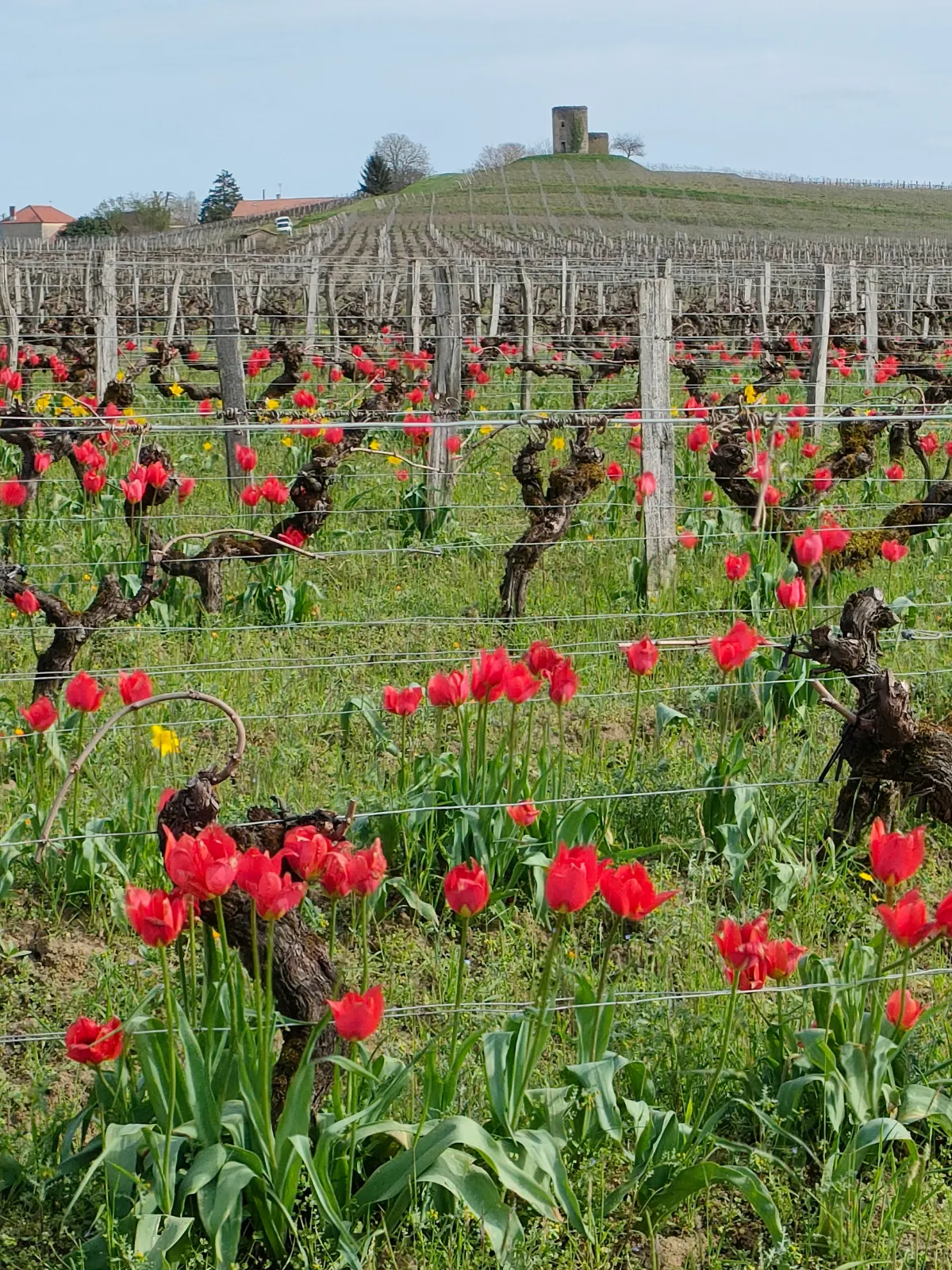 Les tulipe sauvages dans nos vignes au printemps