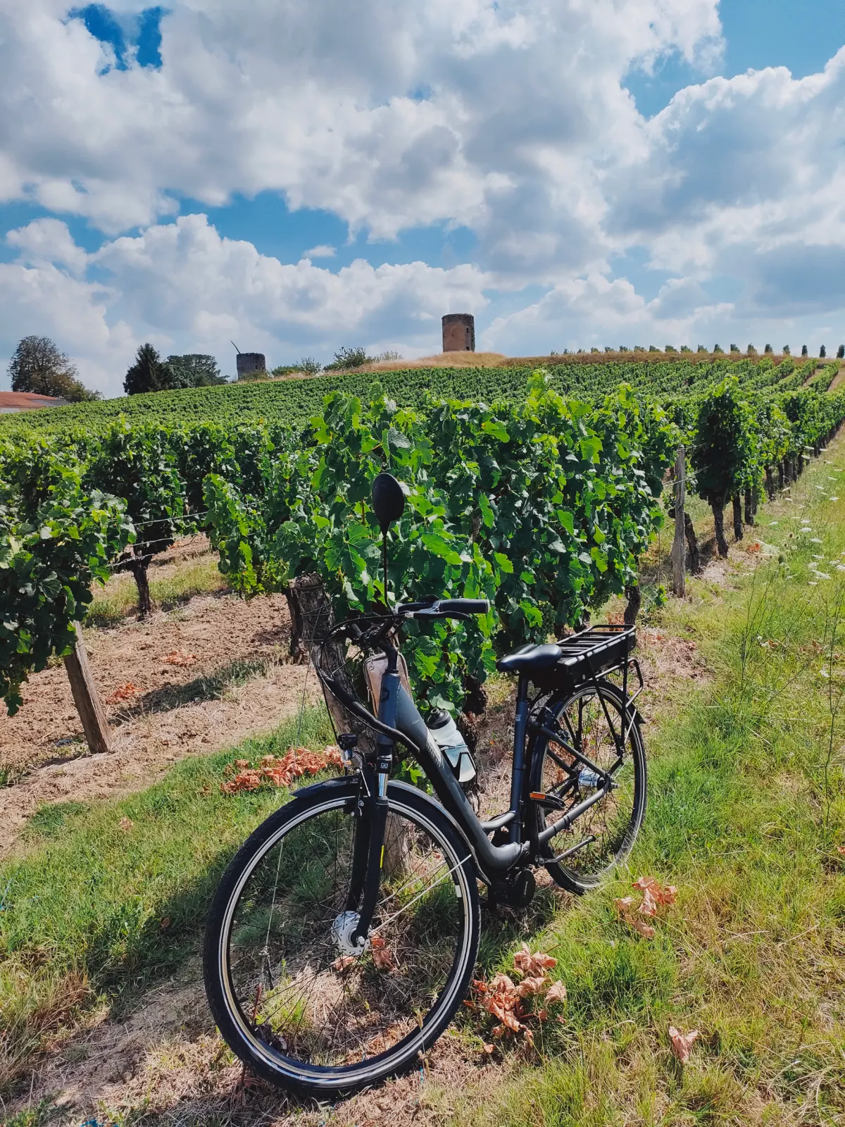Promenade dans nos vignes
