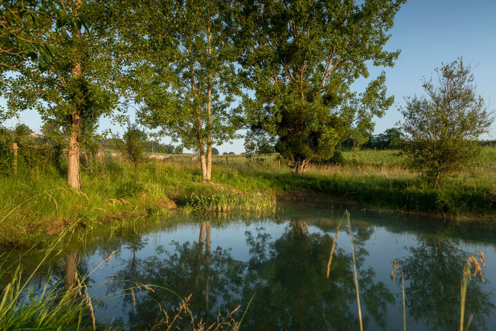L'etang