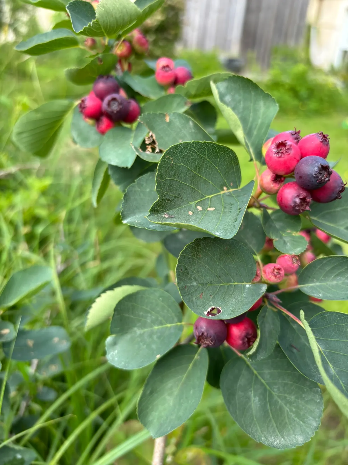 Aux Fruits et à Mesure