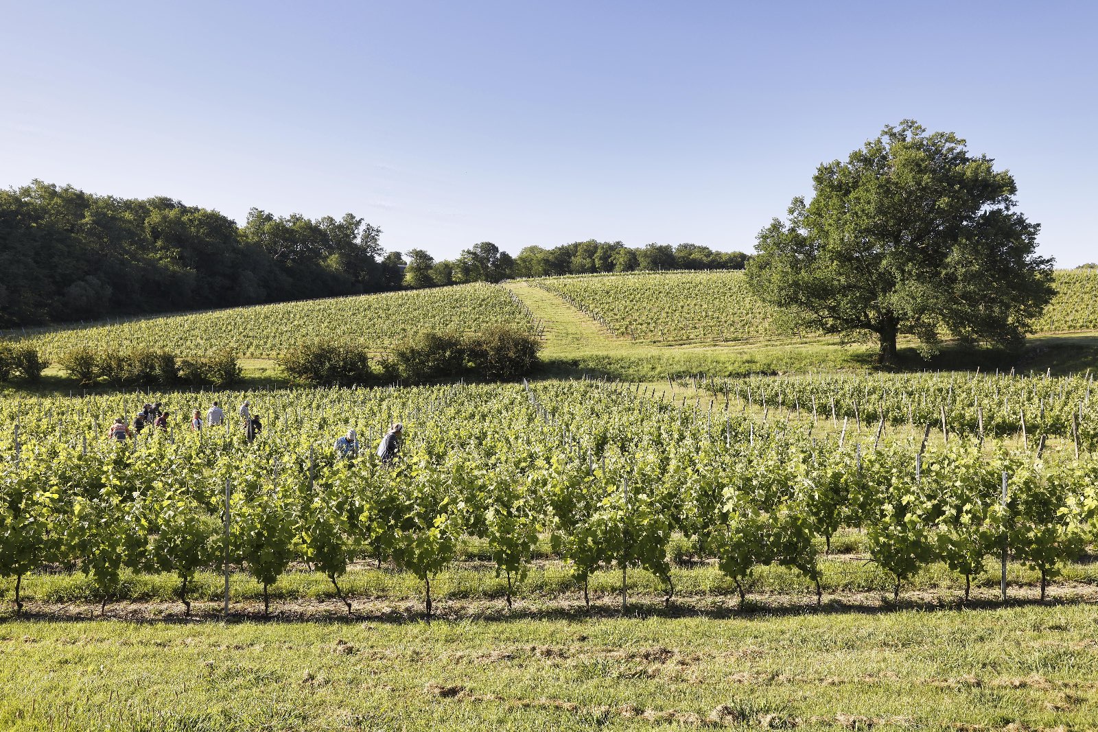 Les vignes de Thieuley